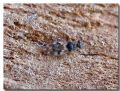 Patapius spinosus